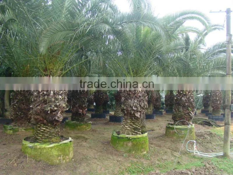 wholesale outdoor ornamental decrotive landscaping Phoenix canariensis palm trees plants