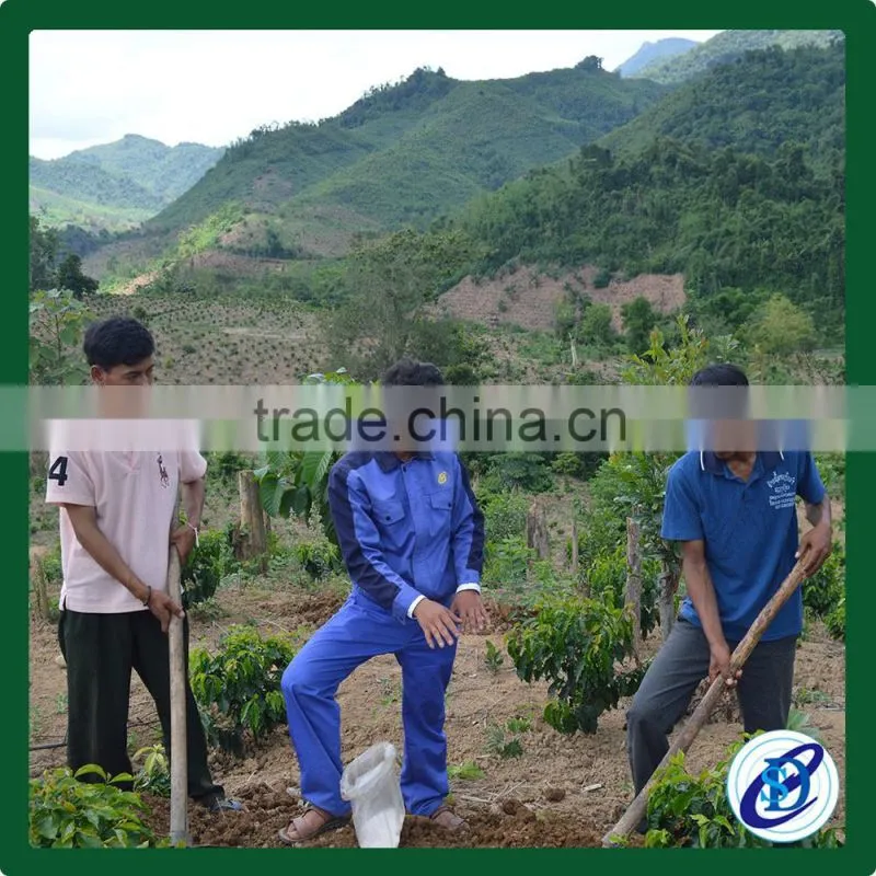 Arabica Green Coffee Beans,Best Price coffee beans