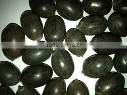 DRIED BLACK LOTUS SEED _HIGH QUALITY_SPECIAL PRICE