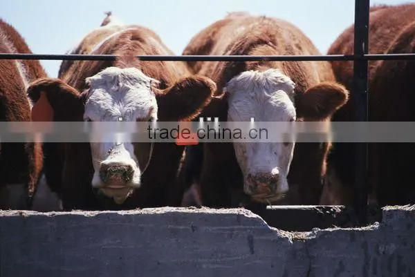 WJ401-C livestock pig ear tag