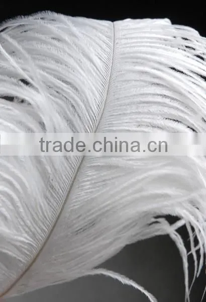 Wedding favors Wholesale white ostrich feathers