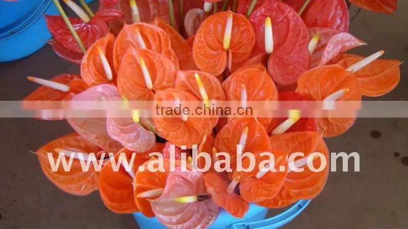 FRESH FLOWER Anthurium