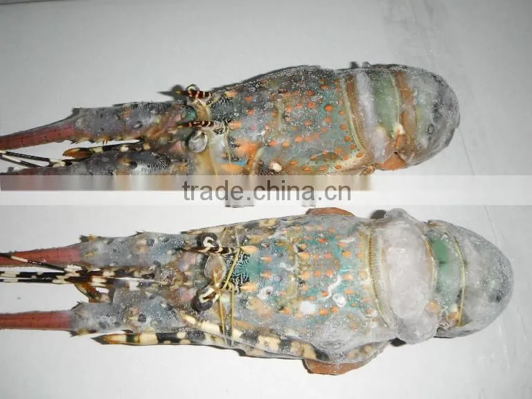 FRESH / FROZEN Lobster Vietnam, Panuliru Ornatus