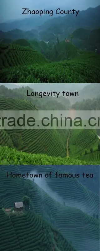China Organic Green Tea as Yijian organic tea