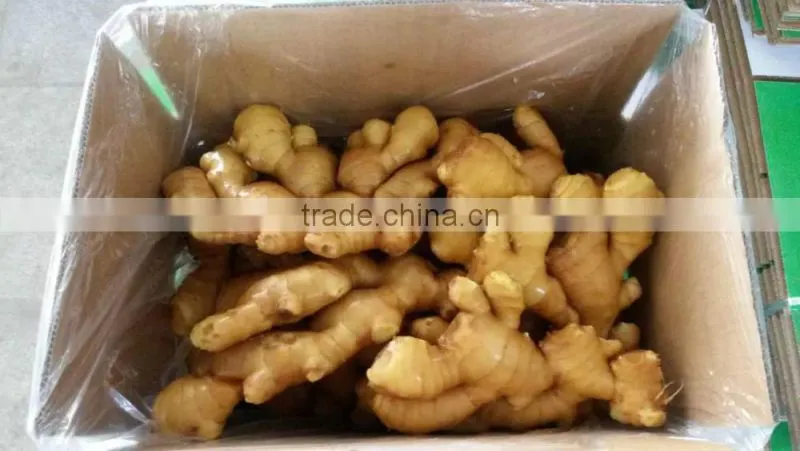 Fresh organic ginger price in china