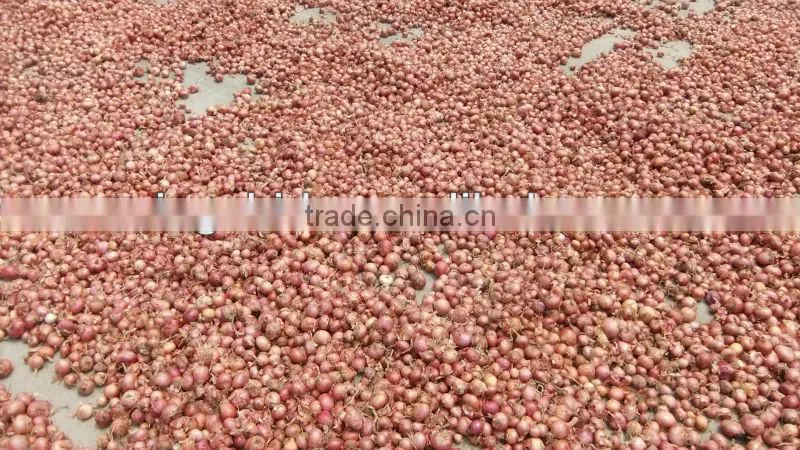 red small onion price