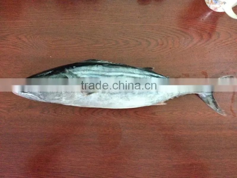 High Quality Seafood Frozen Fish Pacific Bonito Size