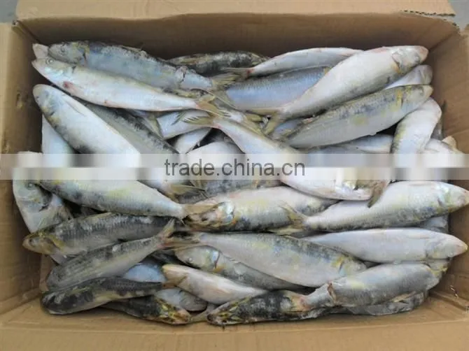 Light catch fresh frozen sardines on sale