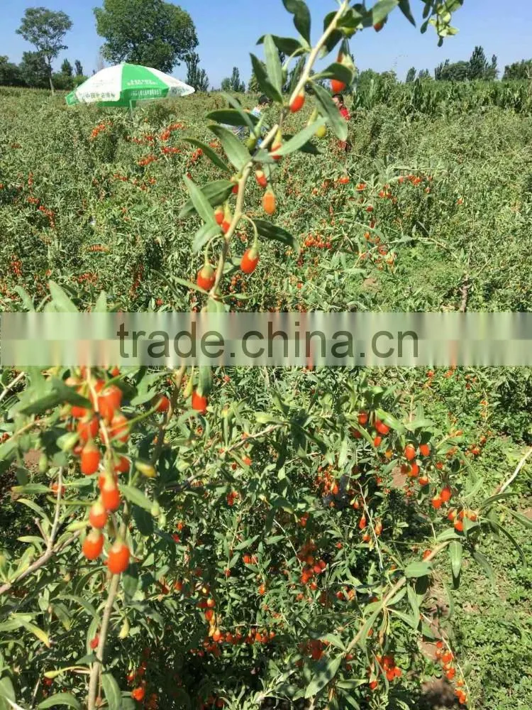 tibet organic ,pure natural ,goji berry