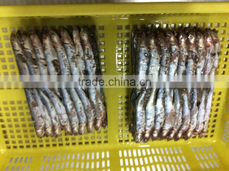New landing sea frozen anchovy