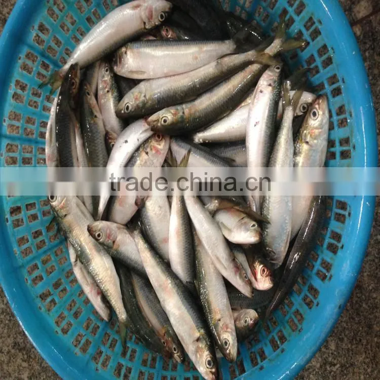 Freeze sardines good sardine sardine bait seafoo fish