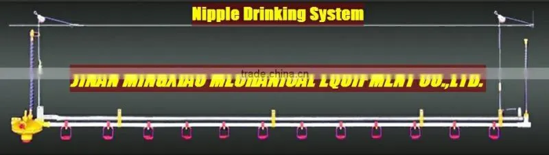chicken drinking nipple