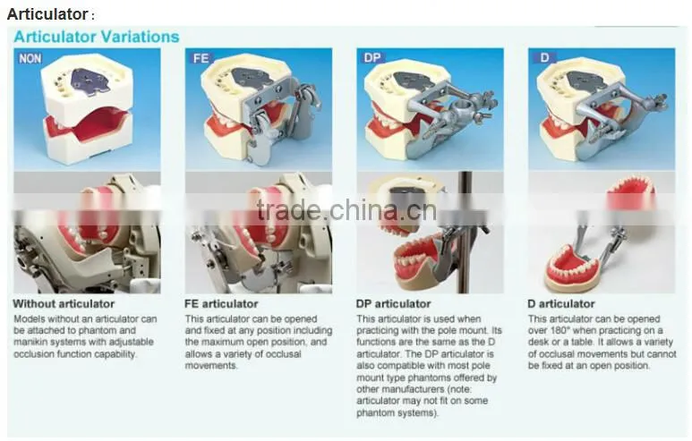 Pediatrics typodont teeth model (20 teeth) with removable screw teeth