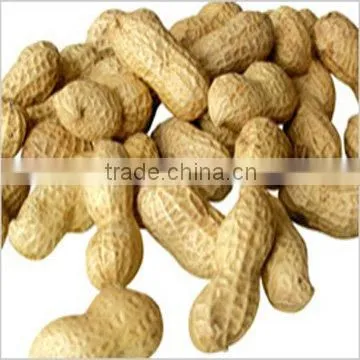 Traditional Type Peanut Kernels