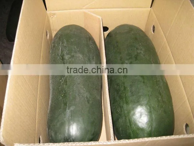 Winter melon