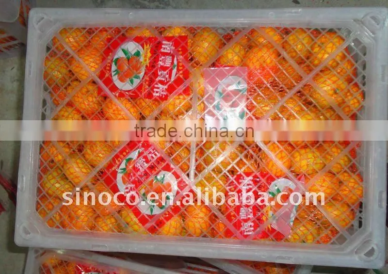 Baby Mandarin Orange In 10kg packing
