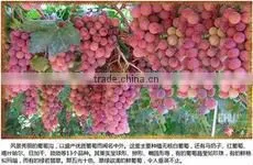 dried fruit-sutlana raisin