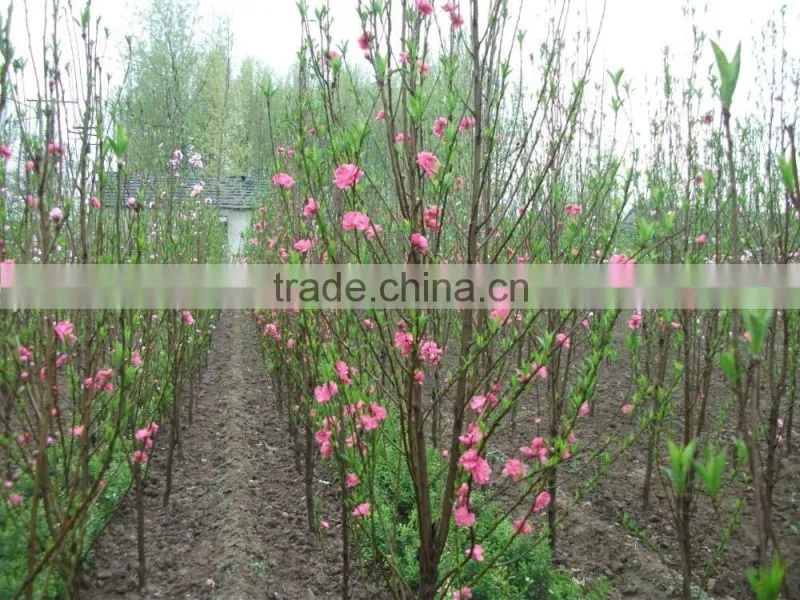 Cerasus sp. seedling