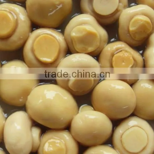 Grade ET champigon slice in brine bulk packing