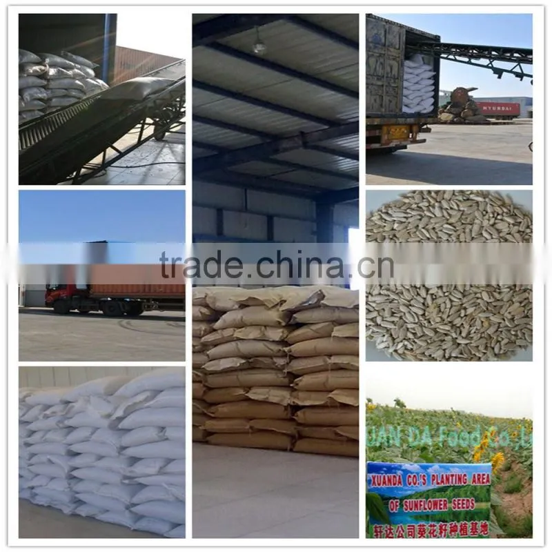 Shine skin pumpkin seeds 8-9cm, 9-10cm, 10up
