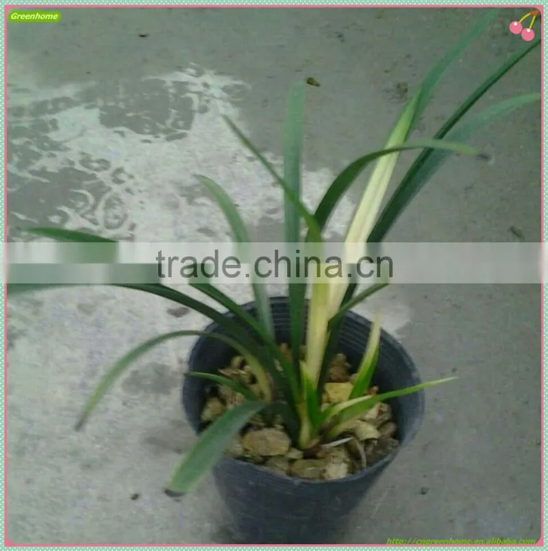 Cymbidium hybridum faberi(Zhu Gong hybrid)