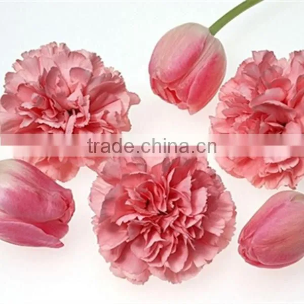fresh cut flower pink carnation from china mother's day