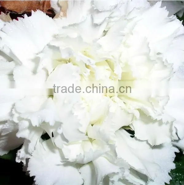 wholesale fresh cut flower of white carnation