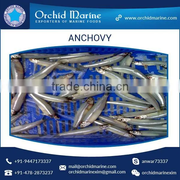 Hygienically Processed Pure and Healthy Frozen Fish Anchovy at Best Cost