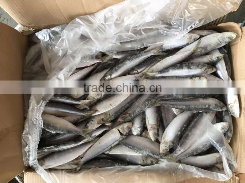 Frozen Sardine