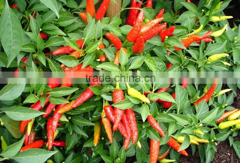 Frozen Hot Red Chili Pepper from Vietnam