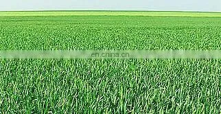 barley powder grass