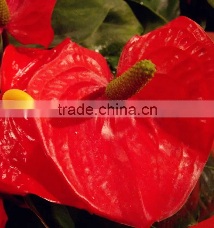 Durable hotsell red anthurium plant