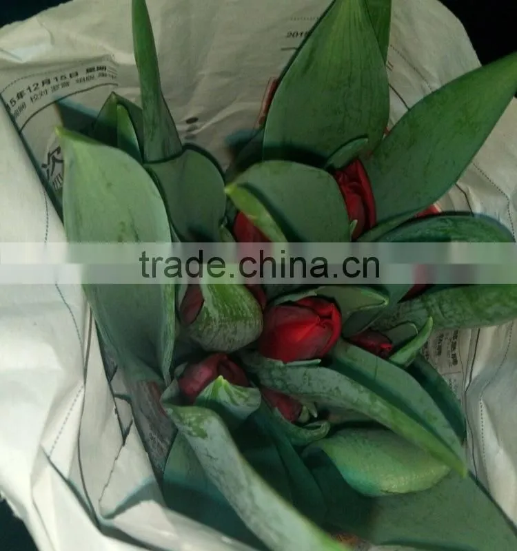 Fashion Crazy Selling decorative tulip