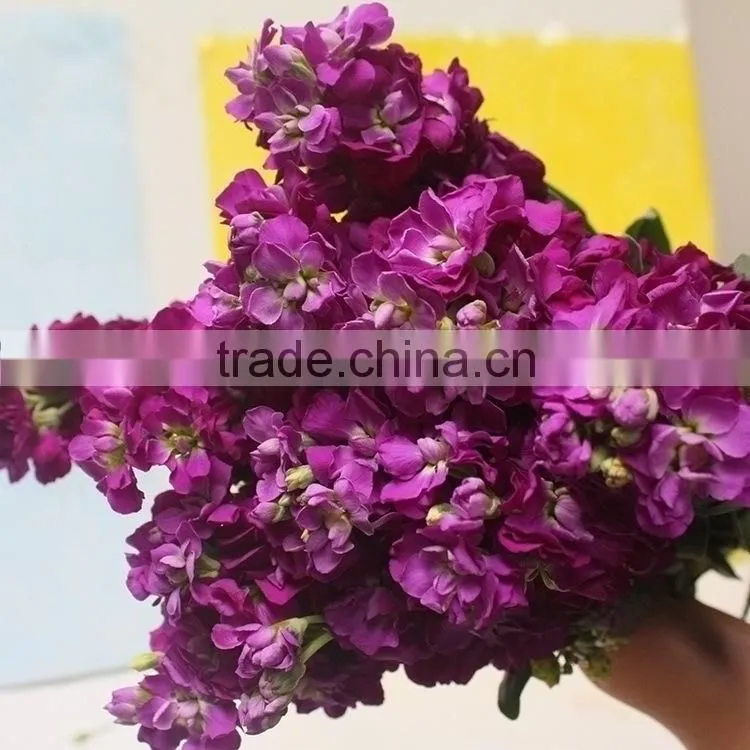 Love theme top sell best level purple violets