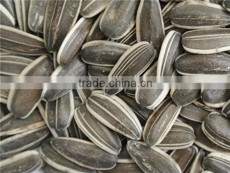 sunflower seed long type 5009