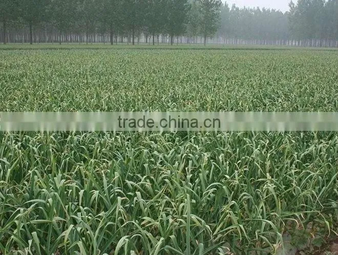 bulk dehydrated garlic powder 80-120 mesh price