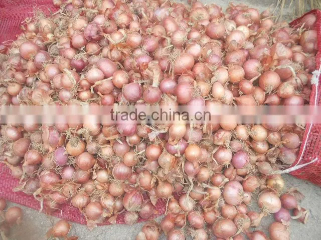 red small onion price