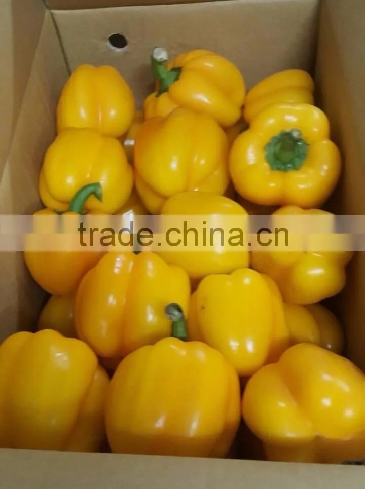 FRESH SWEET BELL PEPPER
