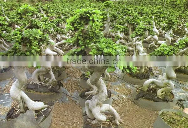 peculiar dragon ficus microcarpa
