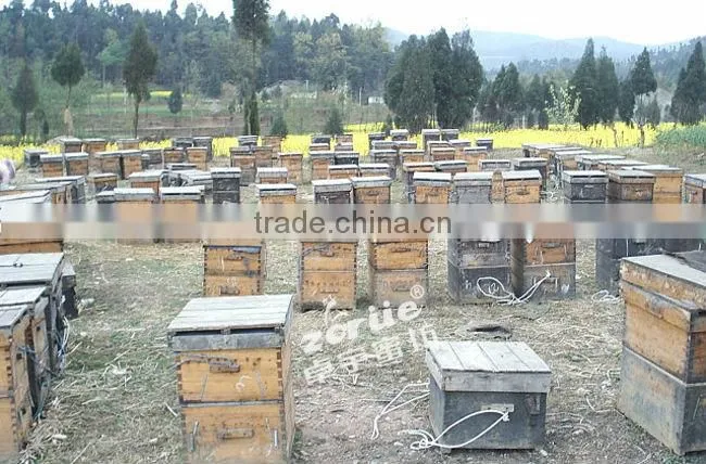 china low price sweet camellia bee pollen grain