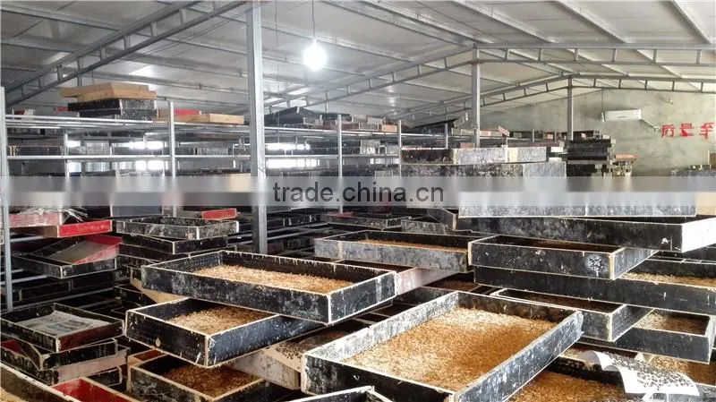 Microwave Dried Mealworms for Reptiles ;China Products Dried Mealworms