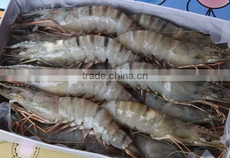 Frozen Banded Shrimp