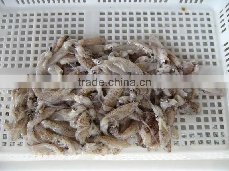 Baby Squid (puntilla calamar)