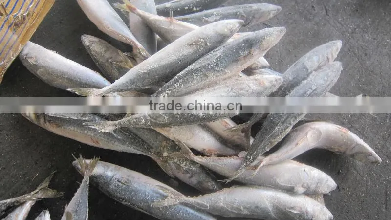 new coming frozen mackerel