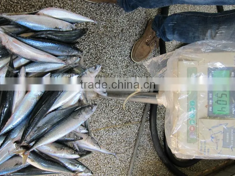 canned mackerel