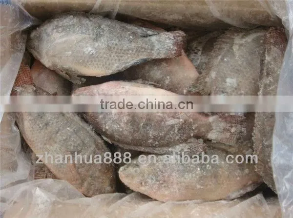 frozen seafood IQF tilapia fish whole round supply