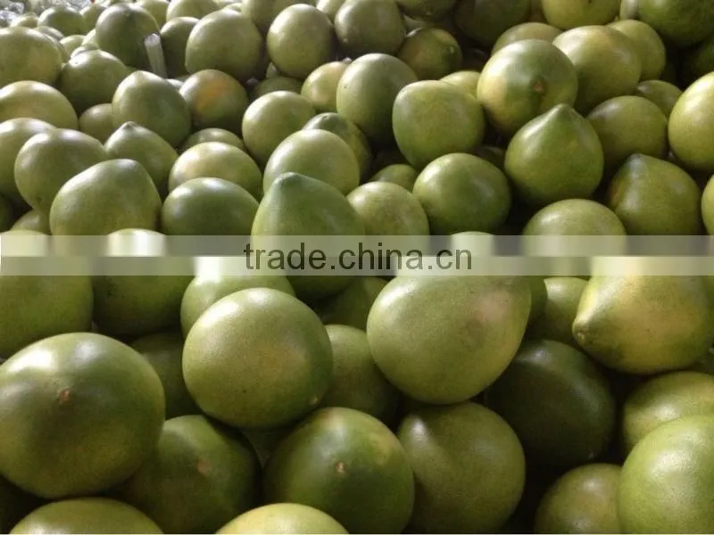 citrus fruit vietnam grapefruit pomelo price