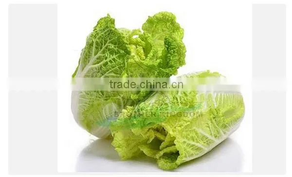 Fresh chinese cabbage/Cabbage from China/New crop cabbage