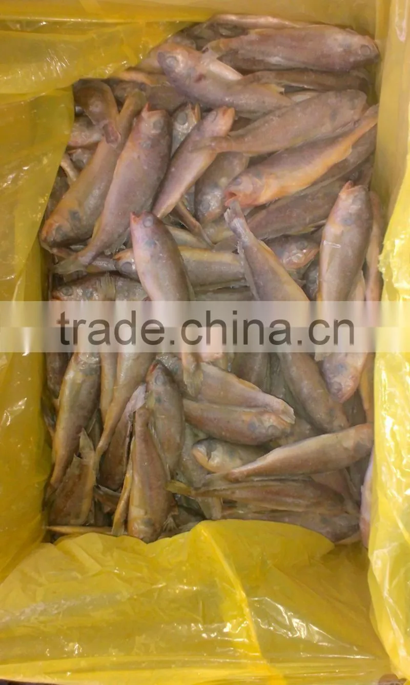 ship frozen small yellow croaker for sale