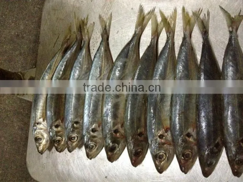 12-14pcs/kg Frozen Whole Round Scad Fish